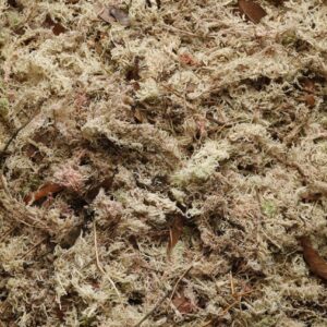 Musgo Sphagnum