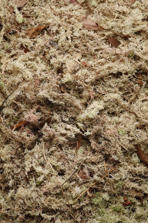 Musgo Sphagnum